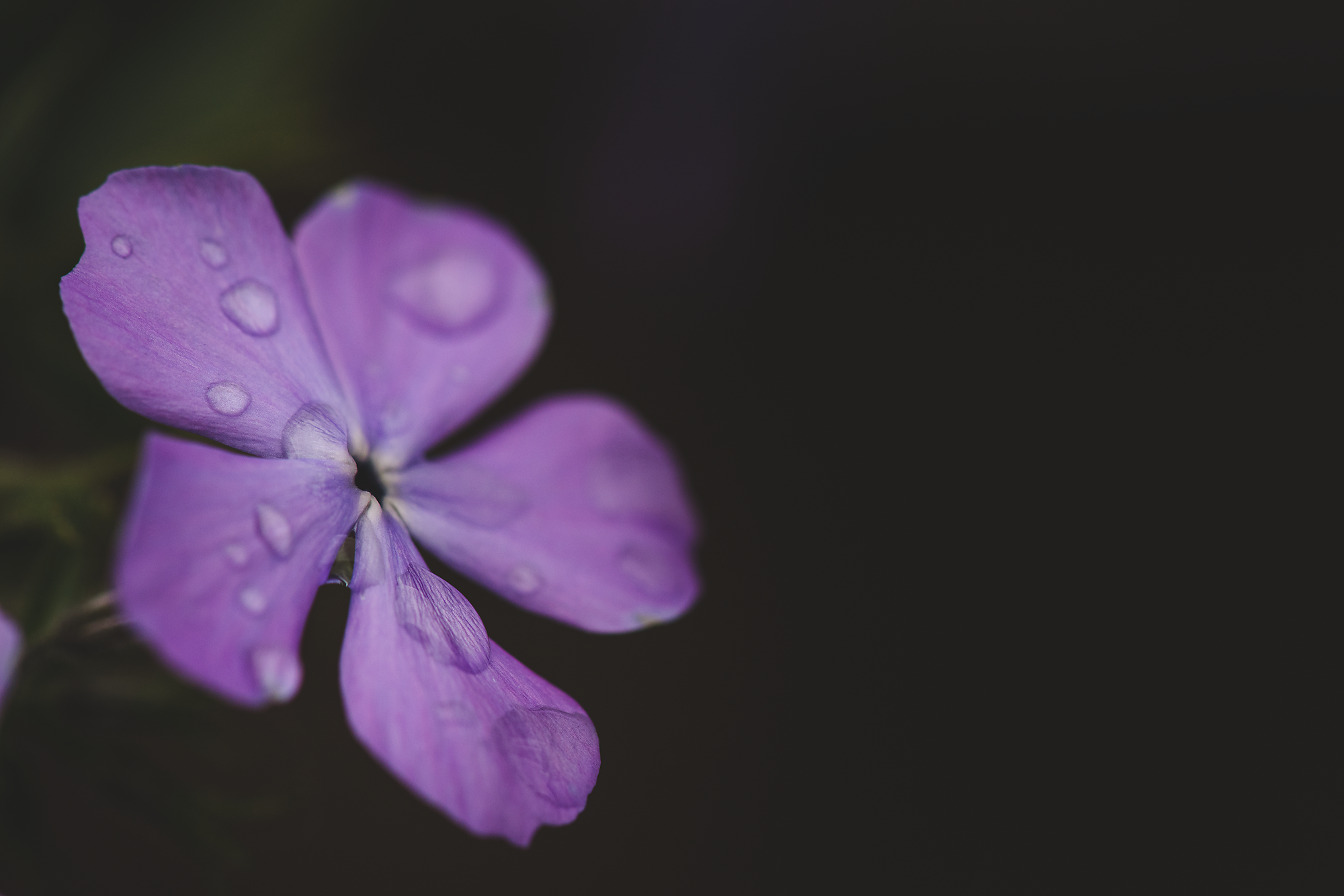 Flower Macros-034.png