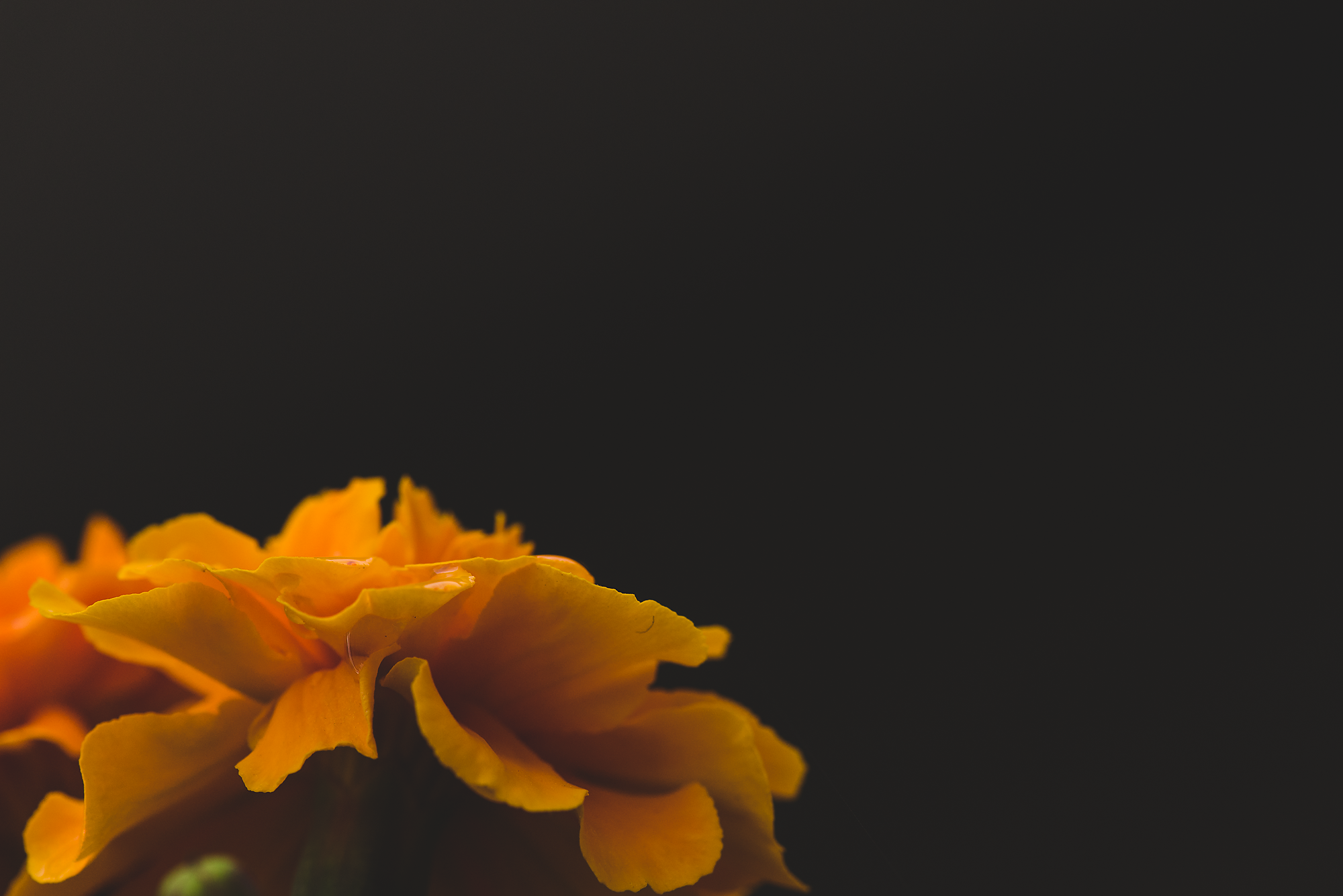 Flower Macros-037.png