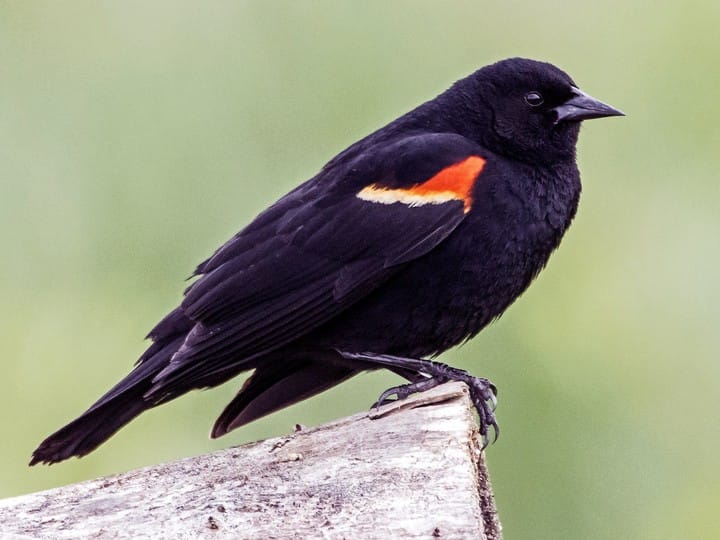 63744251-720px.jpg