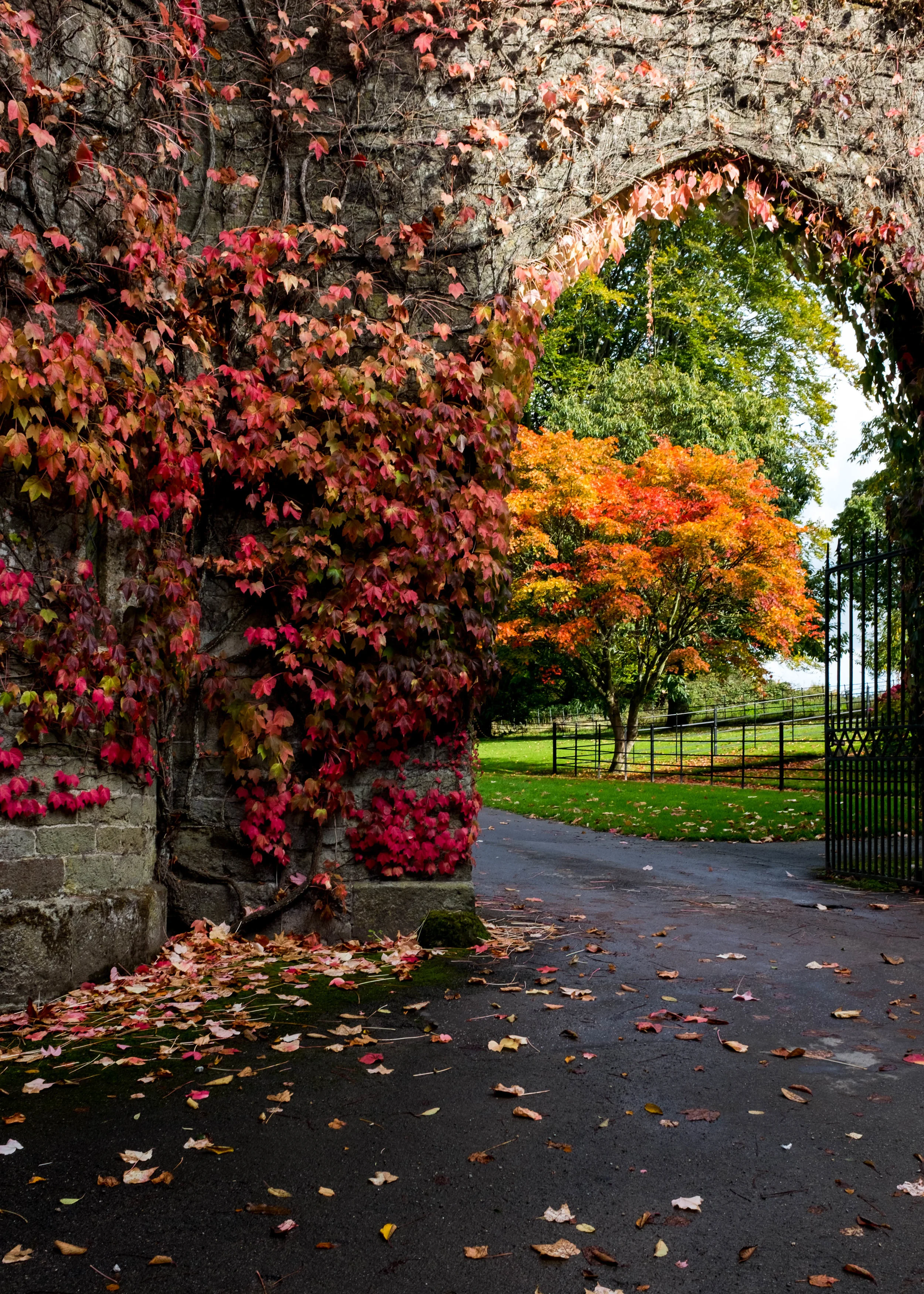 ShannonHammondPhotoAutumn3.jpg