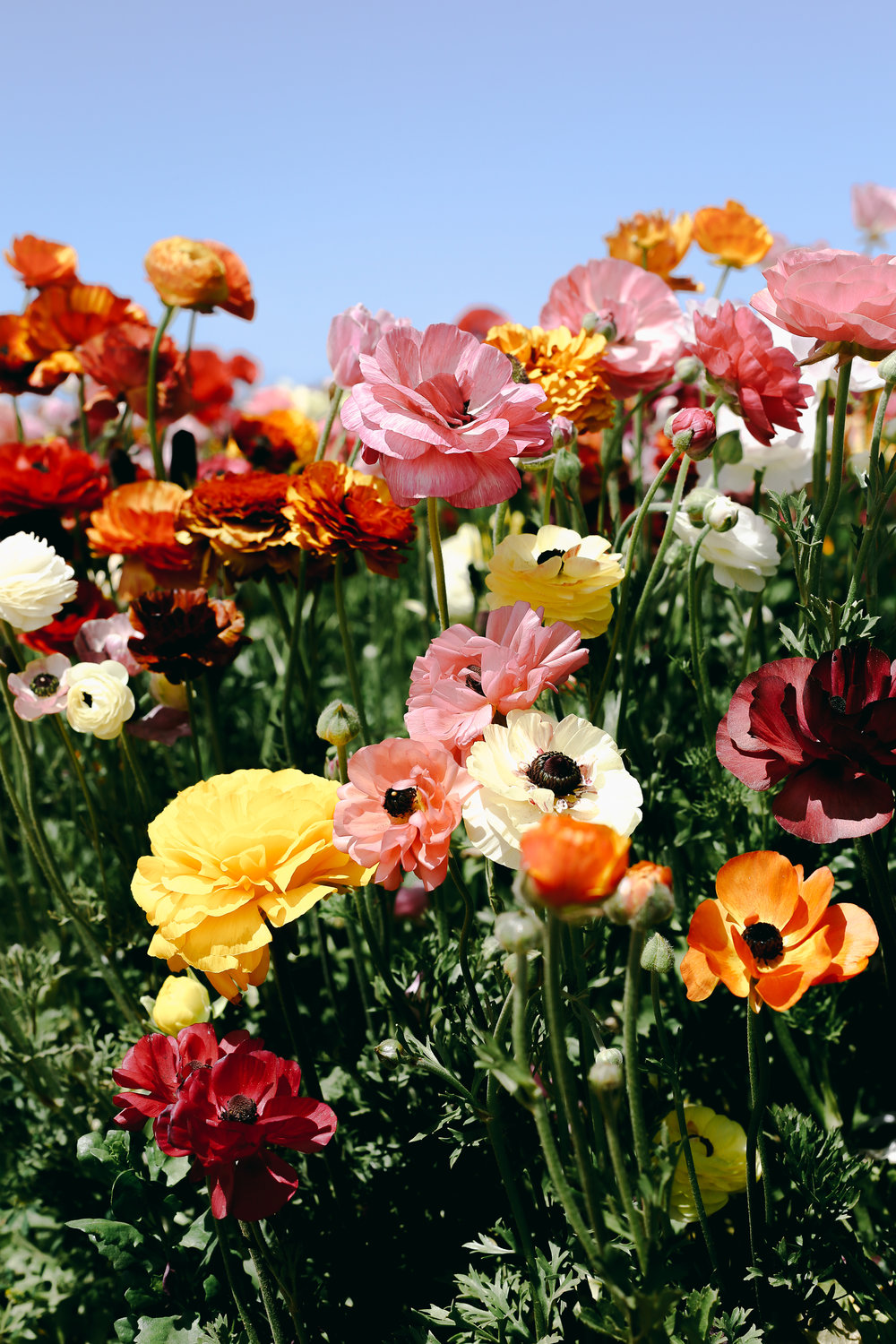 In The Flower Fields Shannon Hammond Photography In The Flower Fields Shannon Hammond Photography