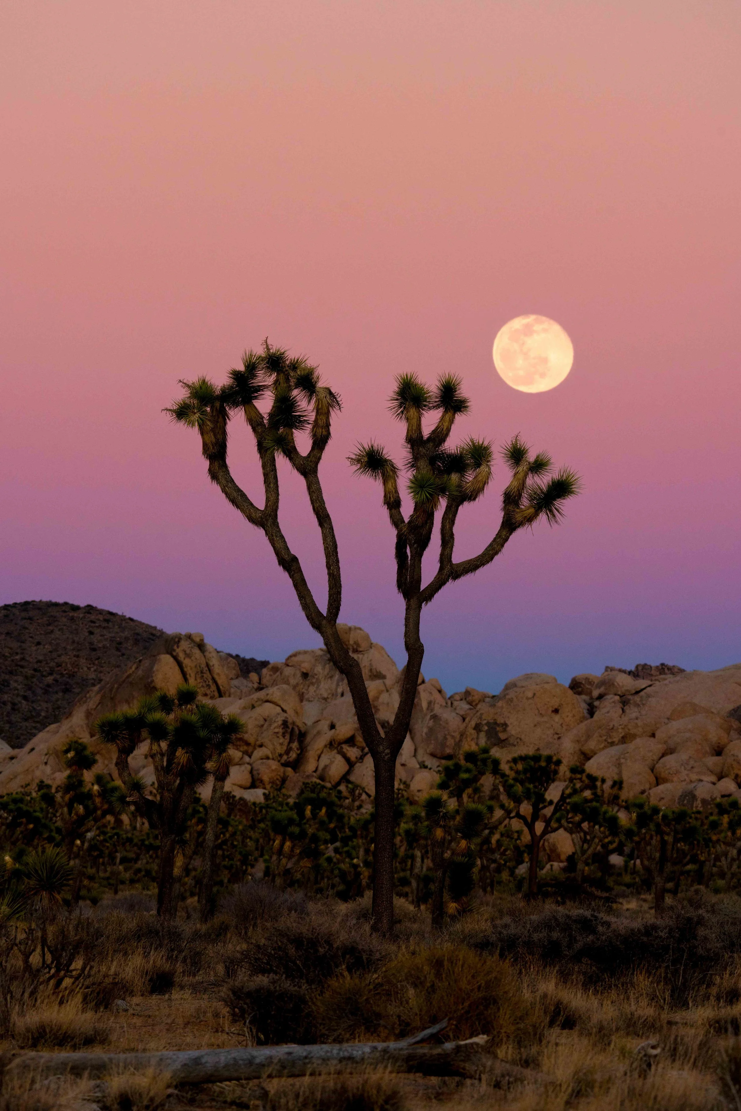 Joshua Tree Moonrise Low Resolution.jpg