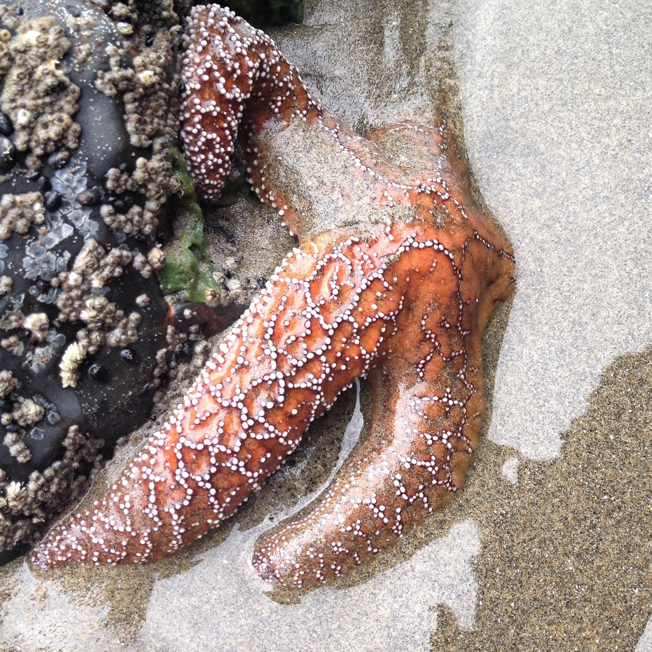 14 08 04 IndianBeach_24 tidal pool.jpg