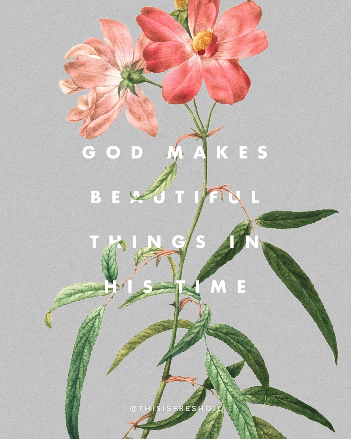 God makes everything beautiful in its time. Trust His timing, for He weaves all things perfectly ✨

#ThisFreshOil