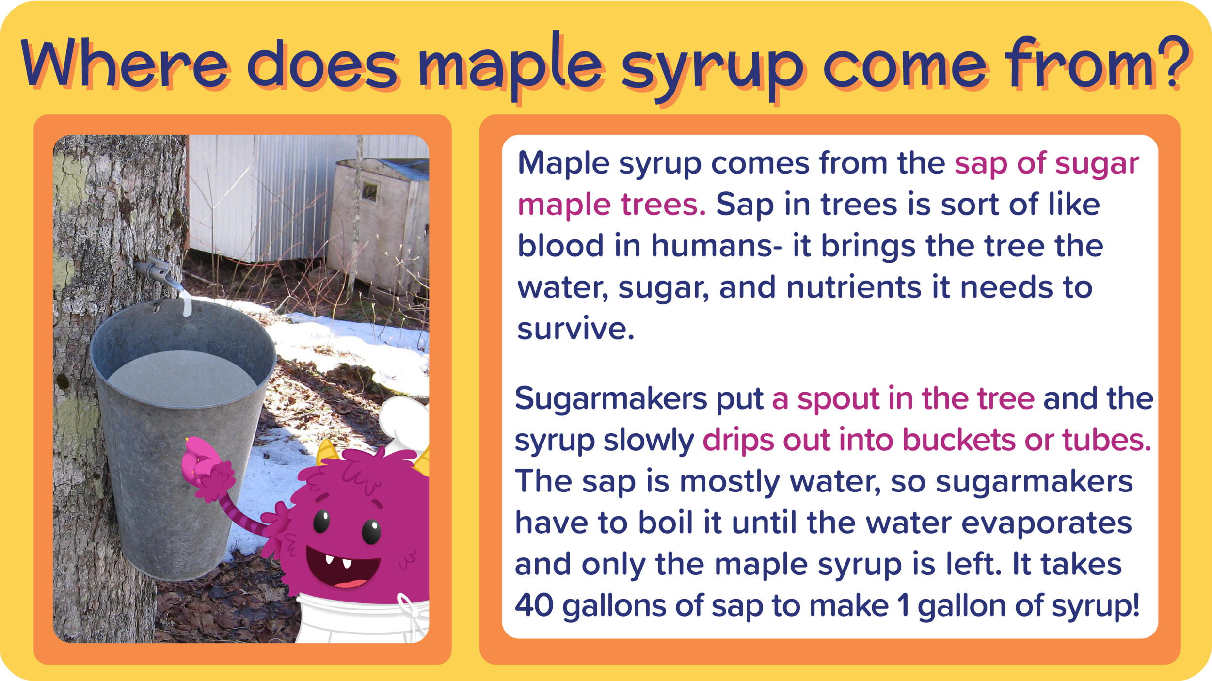 22_PecanChocolateChunkCookies_Where maple syrup come from-01.png