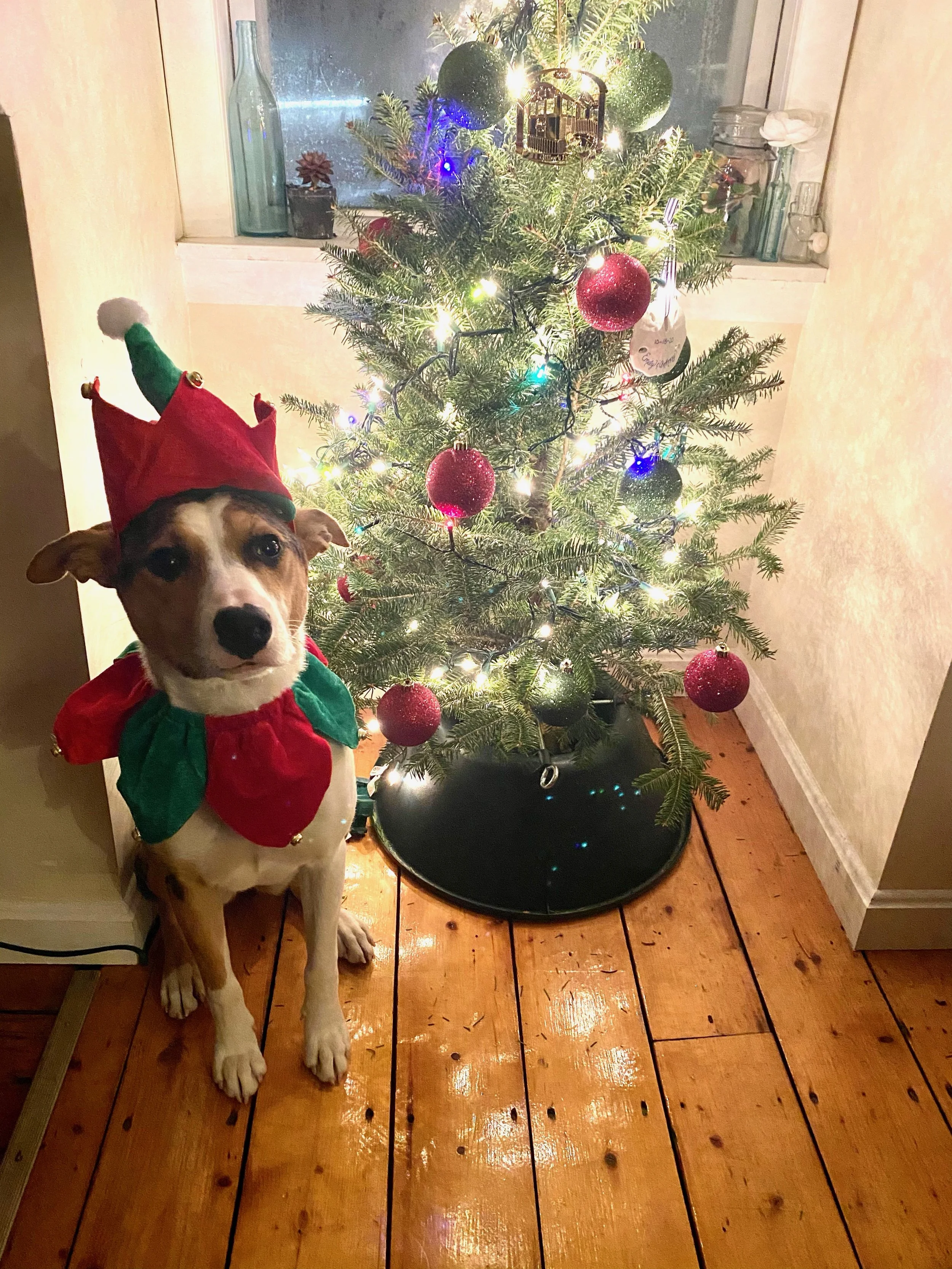 Max, Kona christmas - Max HoddWells.JPG