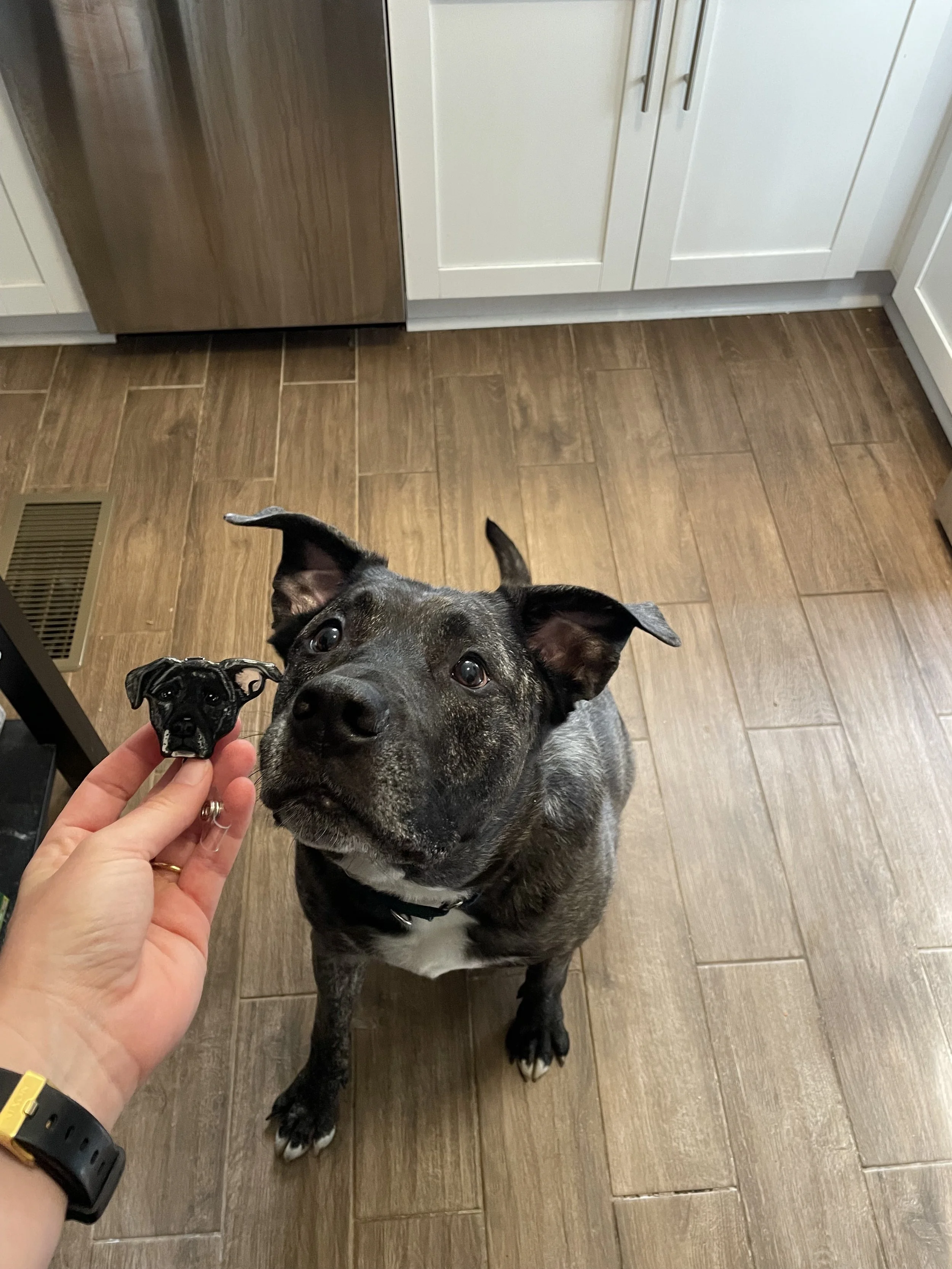 Kris dog Blade with his badge reel - Kristen Liberty.jpg