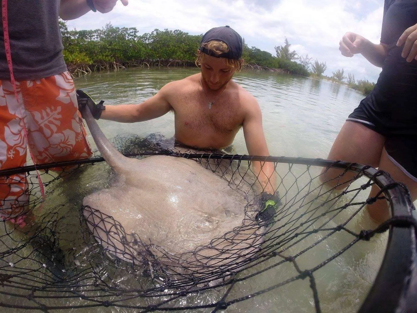 Rob Hallinan Stingray - Rob Hallinan.JPG