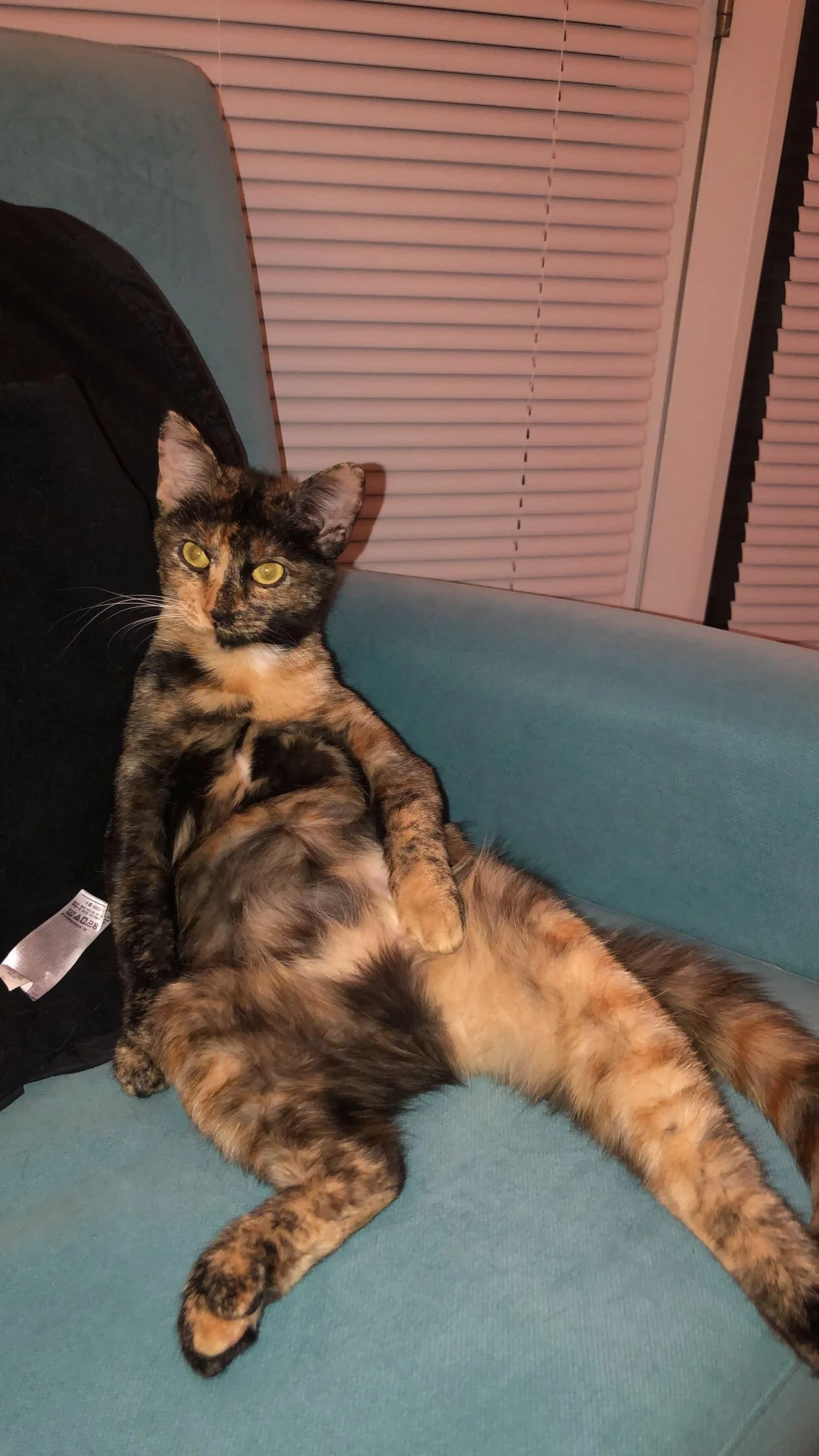 Rob Hallinan's Cat Millie - Rob Hallinan.JPG