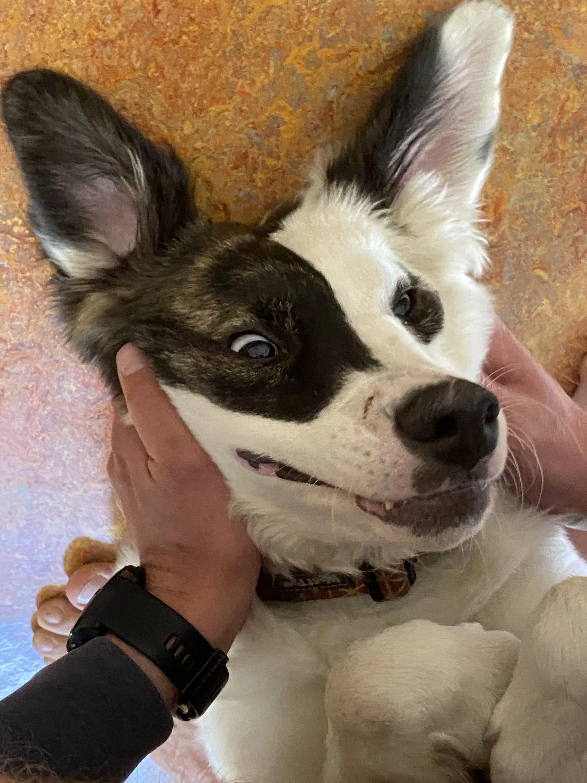 Kim Dot2 - Kim Doane.jpeg