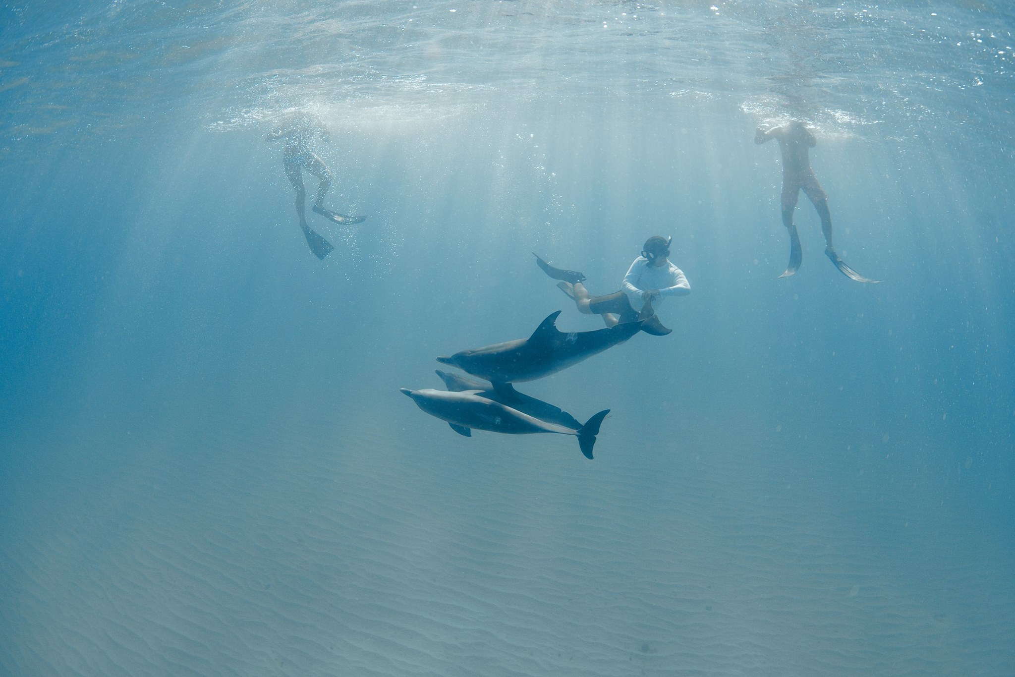 Freediving with Dolphins.jpg