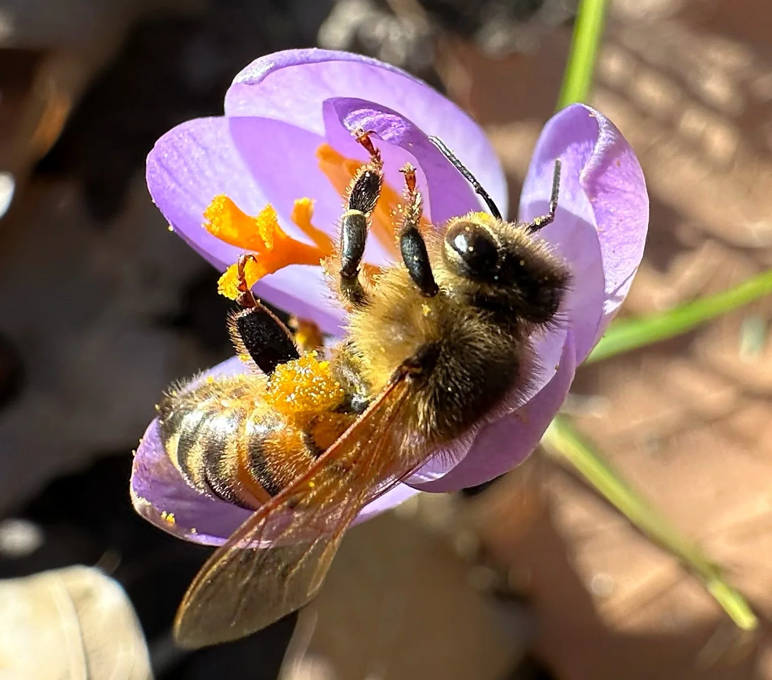 bee25.JPG