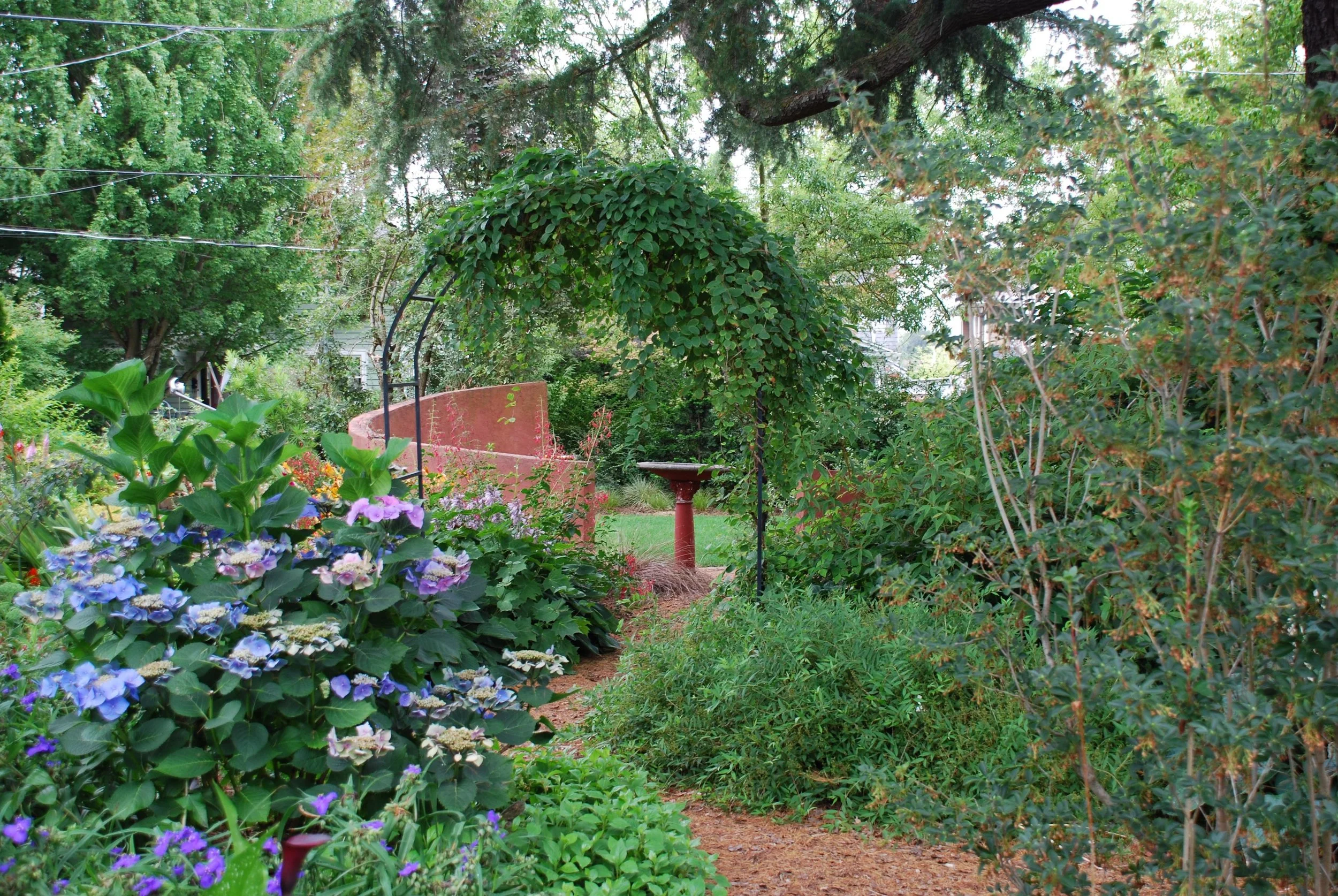 Tour through Carolyn's urban yard