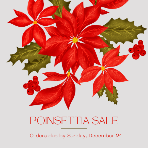 Poinsettias to Beautify the Sanctuary