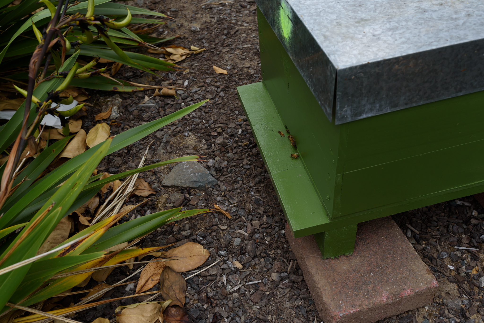 NEW ENVIRONMENTAL INITIATIVE AT YHI AUCKLAND