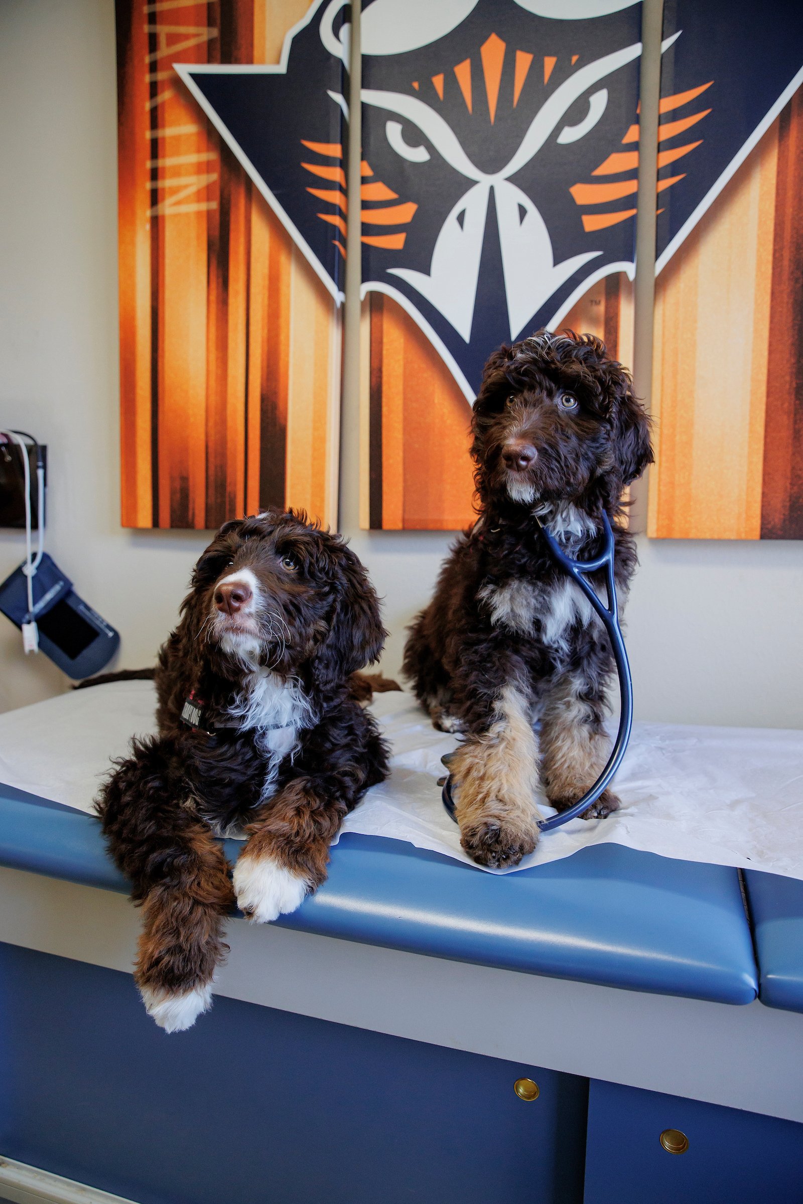 FURRY FRIENDS ADDED TO STUDENT HEALTH AND COUNSELING TEAM