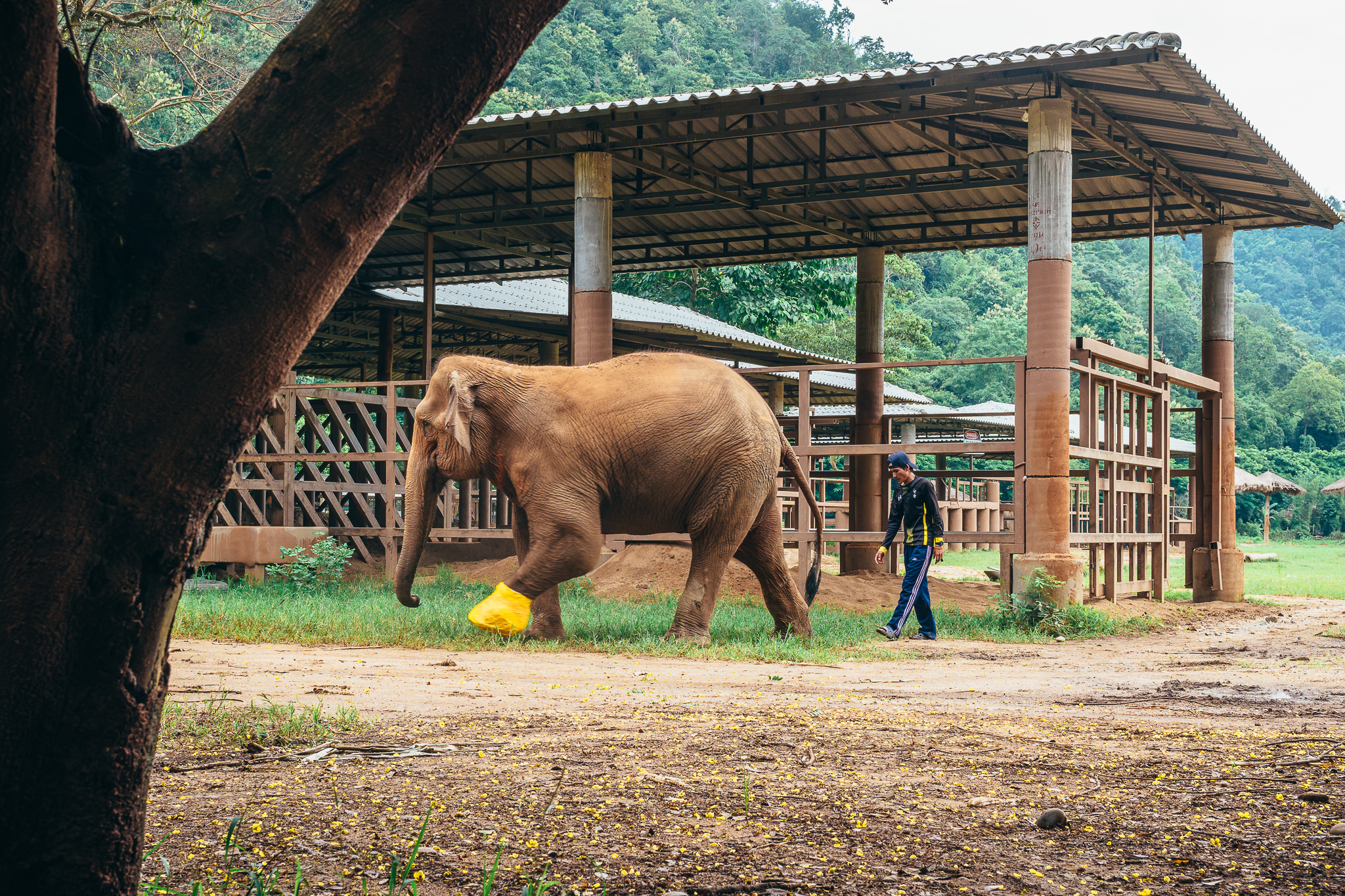 Chiang Mai Elephant Nature Park-4.jpg