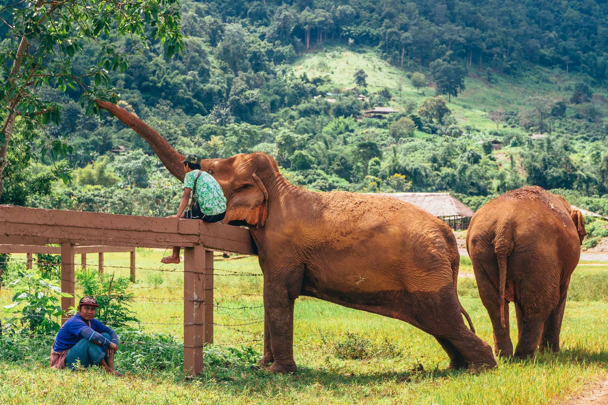 Chiang Mai Elephant Nature Park-13.jpg