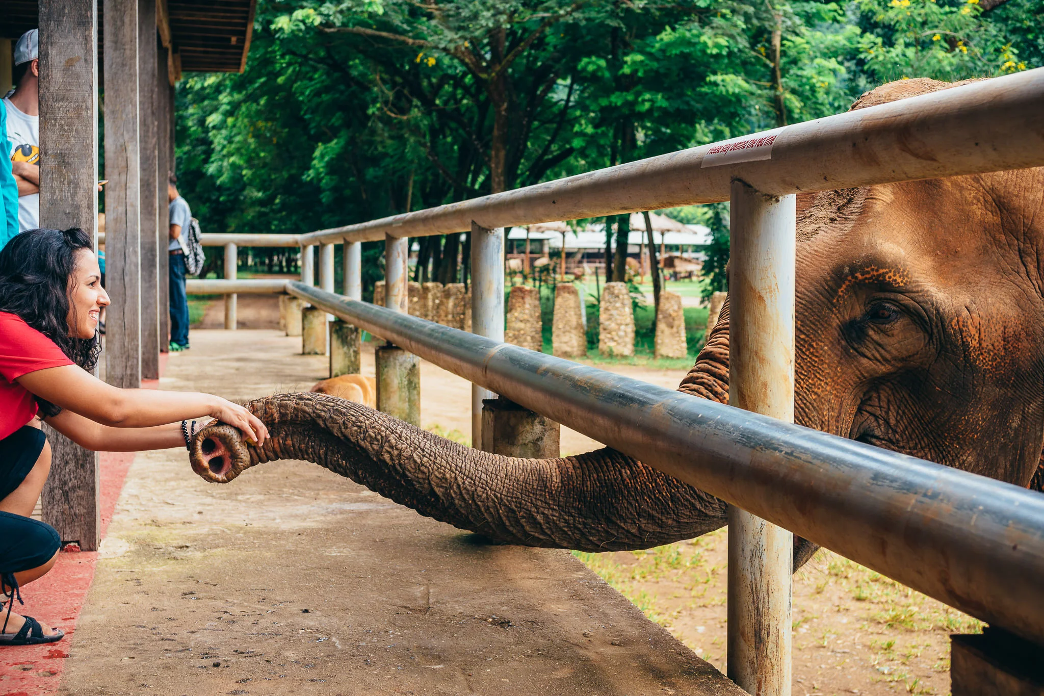 Chiang Mai Elephant Nature Park-1.jpg