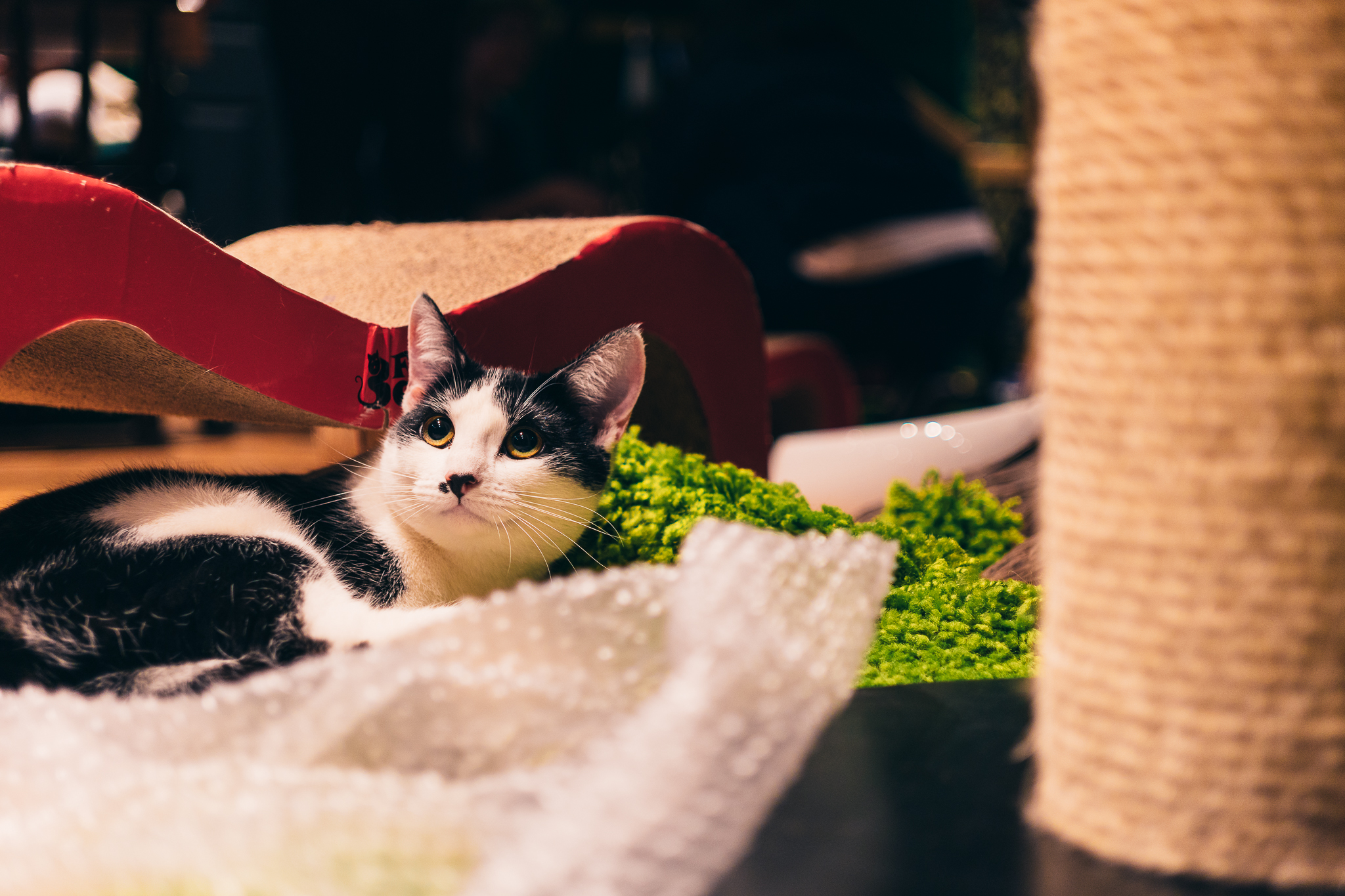 Things to do in London on a Budget - cafes-8.jpg
