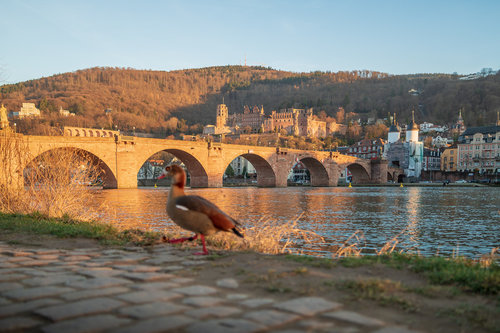 Visiting Heidelberg Castle – Schloss Heidelberg