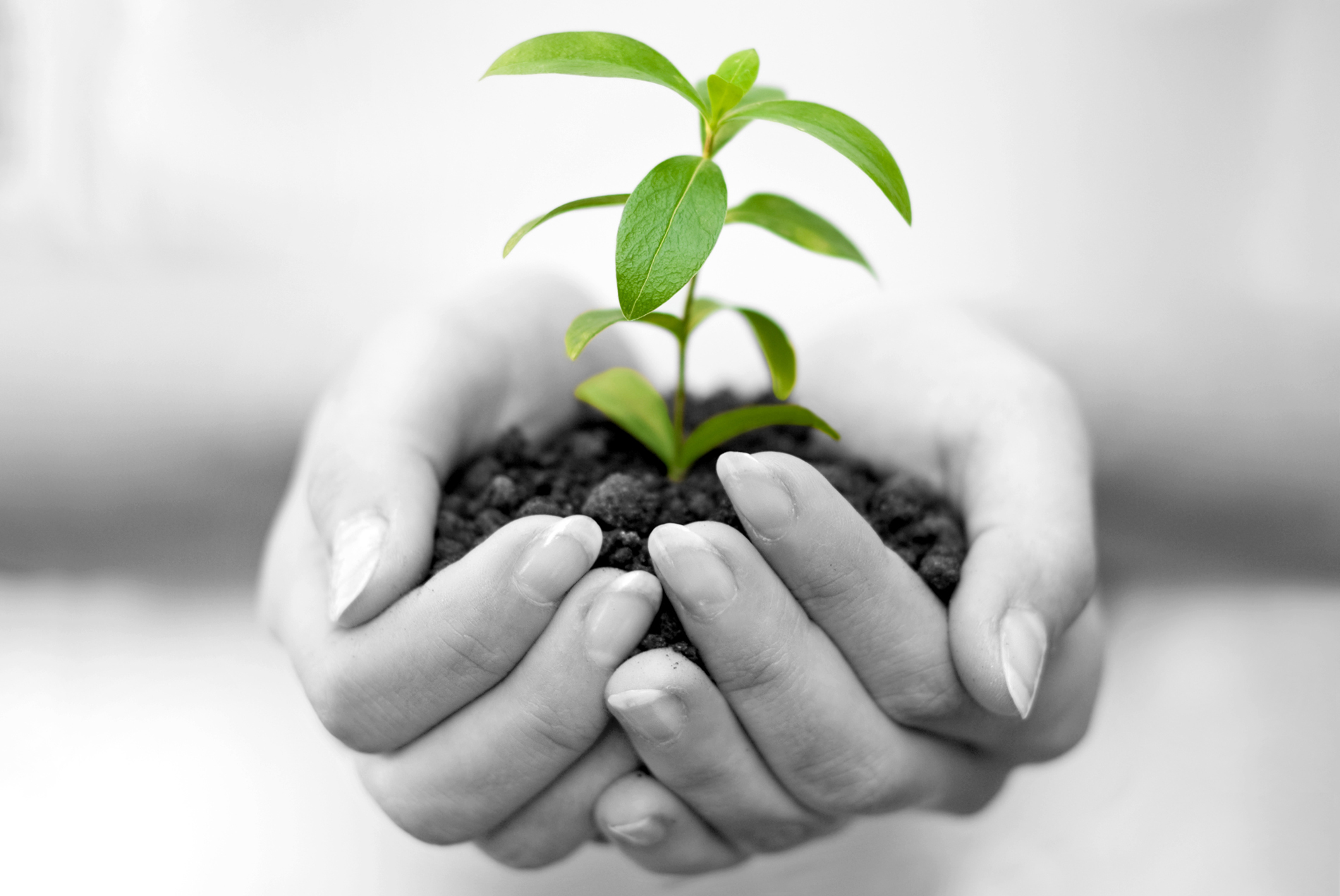 Though I do not believe that a plant will spring up where no seed has been, I have great faith in a seed. Convince me that you have a seed there, and I am prepared to expect wonders. -Henry David Thoreau