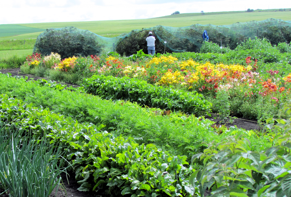 organic-veggie-garden.png