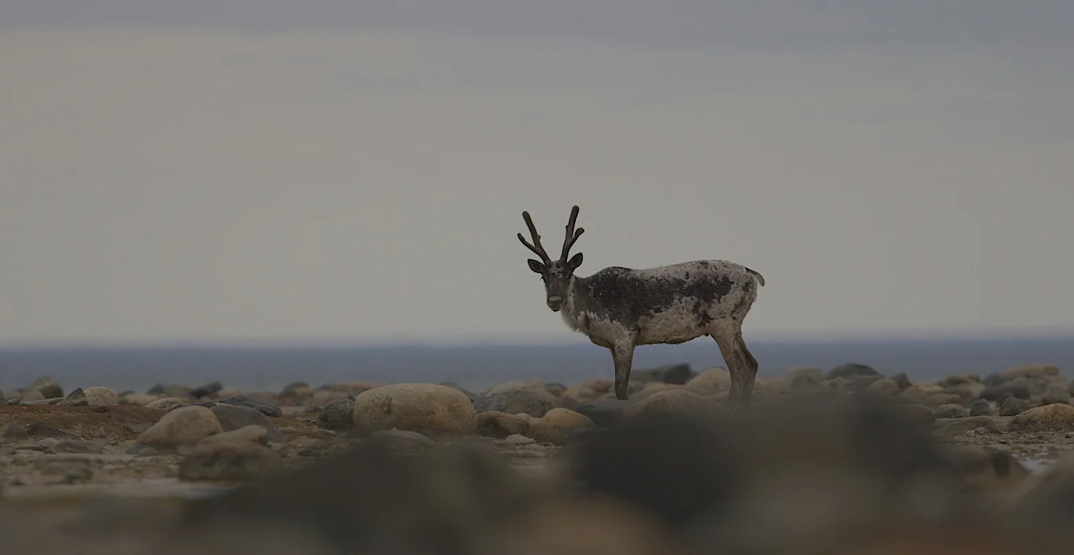caribou thanks ss.jpg