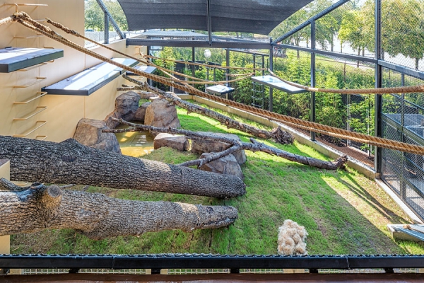 gorilla-exhibit-houston-zoo-march-2015-15.jpg