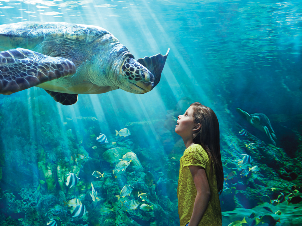 Turtle_Reef.jpg