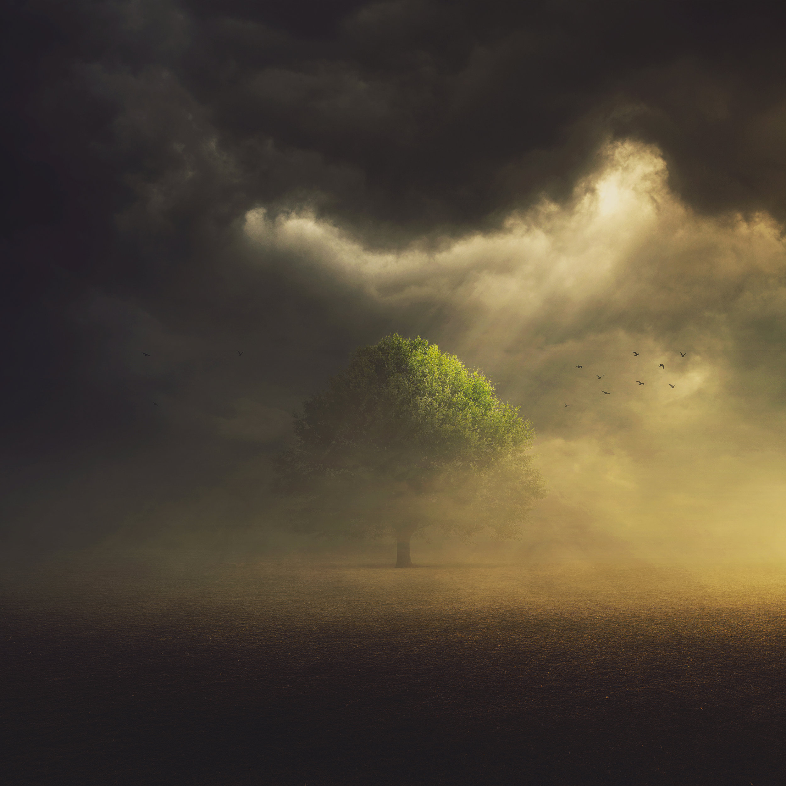 Single-Tree-in-field-467329549_5000x5000.jpeg