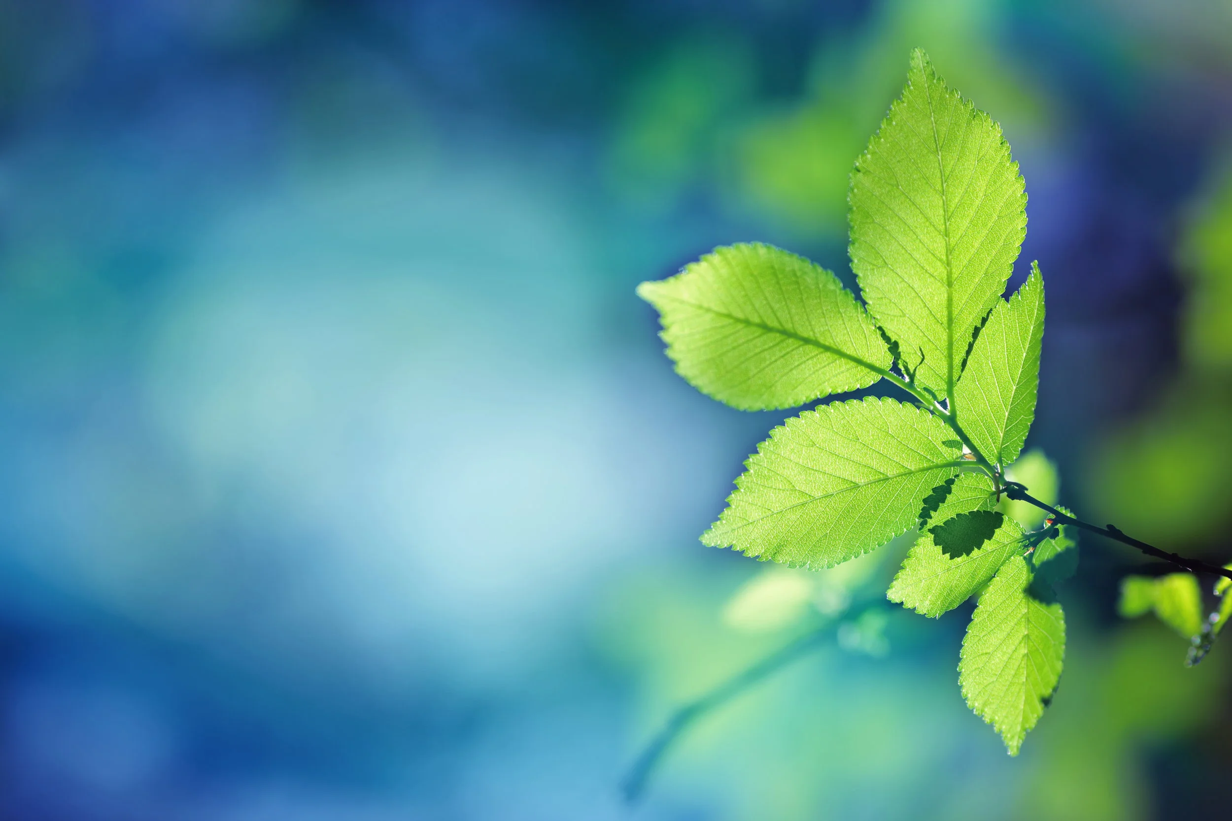 Green-Leaves-in-a-Forest-000087899133_XXXLarge.jpg