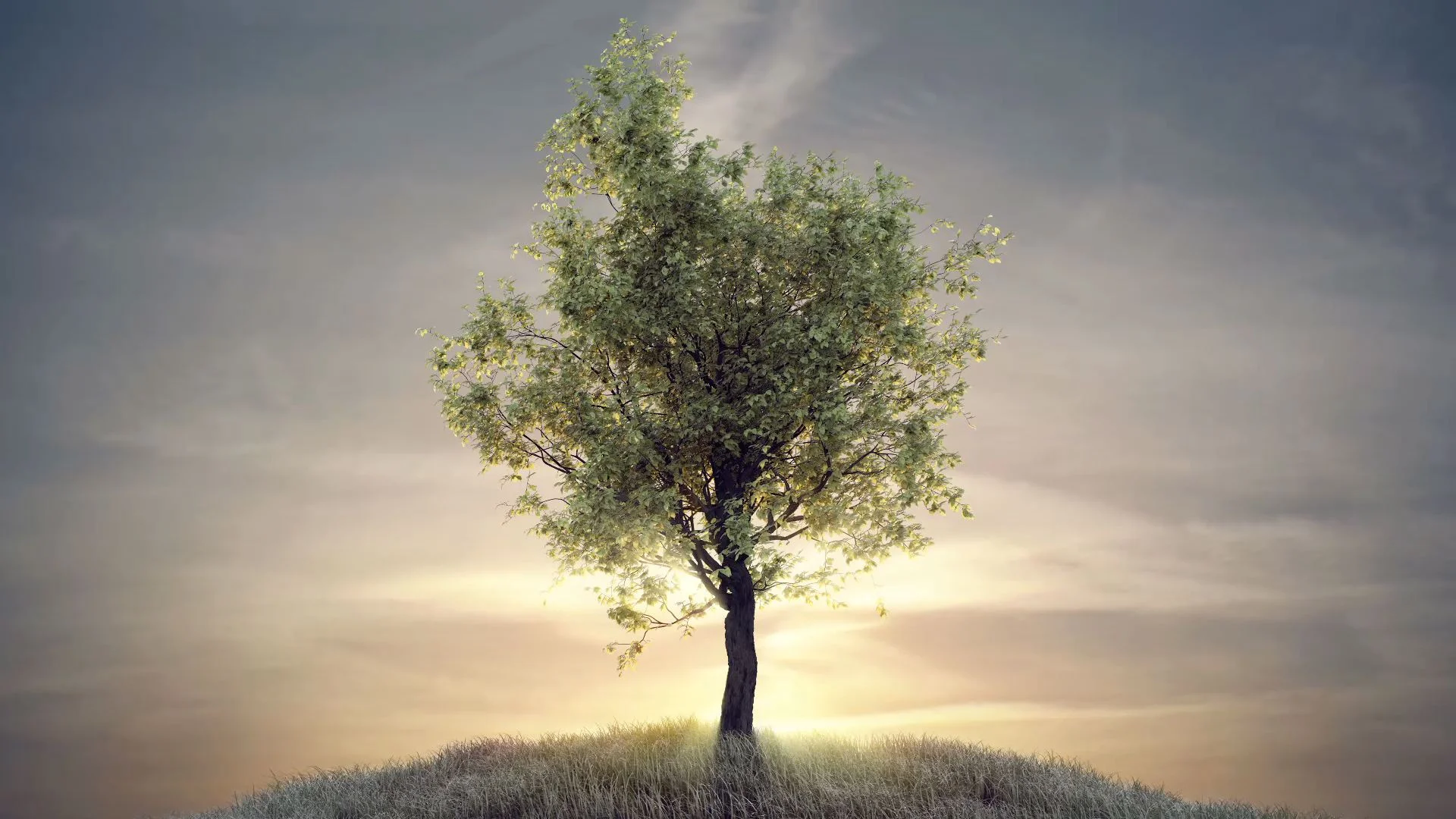 StonewellTree 385.jpg