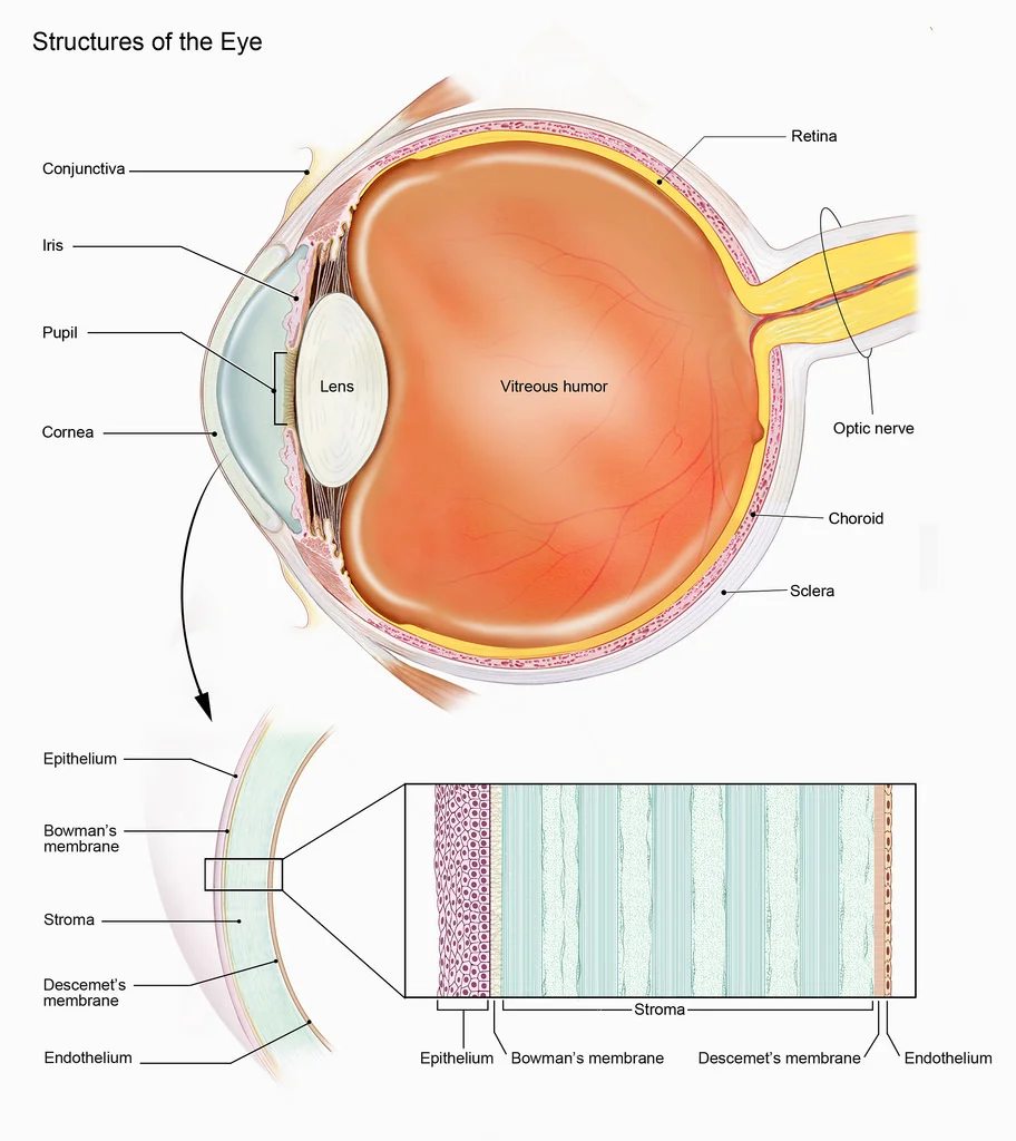 Keratoconus affects the cornea, the clear, front part of the eye pictured at the left in this image.