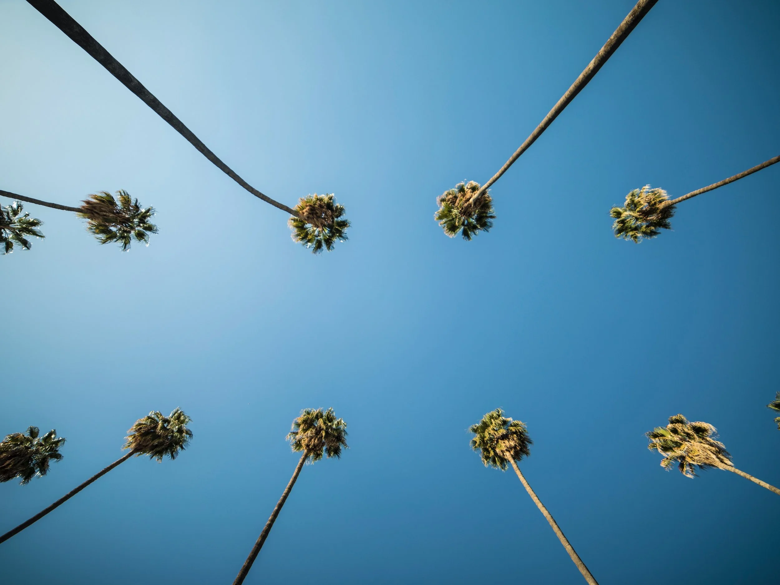Palm Trees LA.jpg