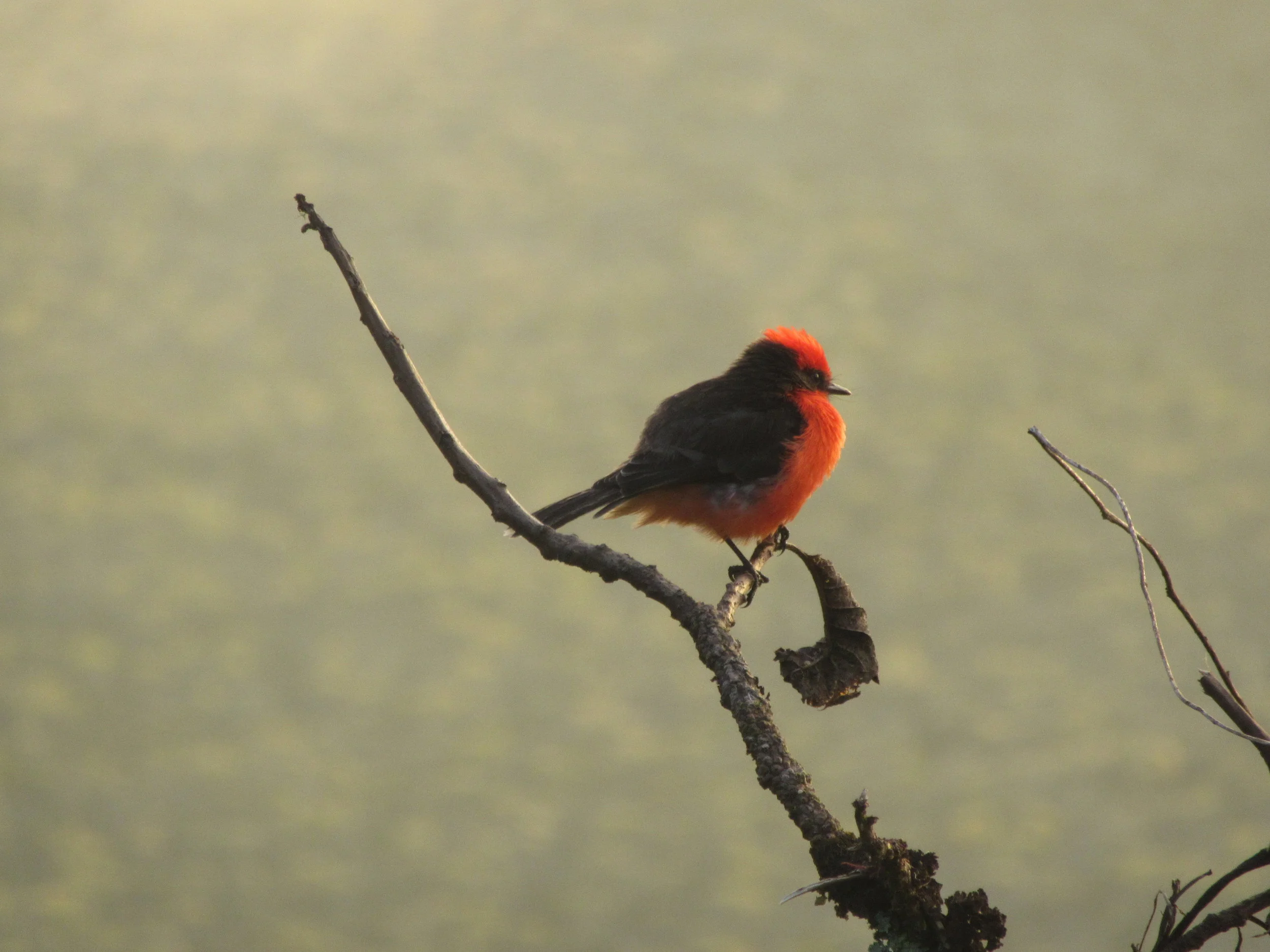 7 Days at Alcedo Volcano