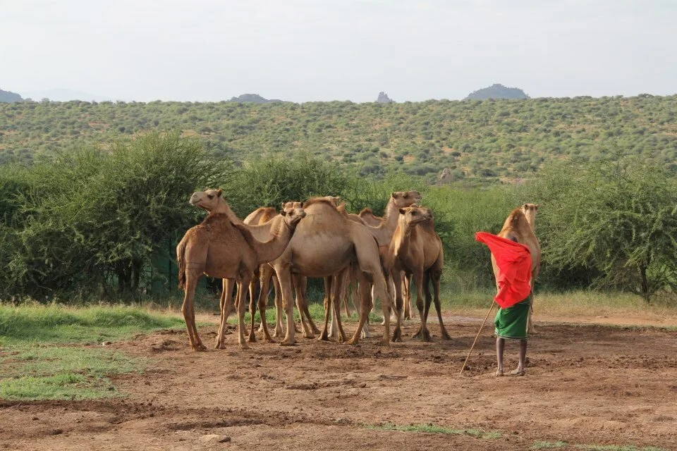 Are Camels the New Cow of Kenya? 