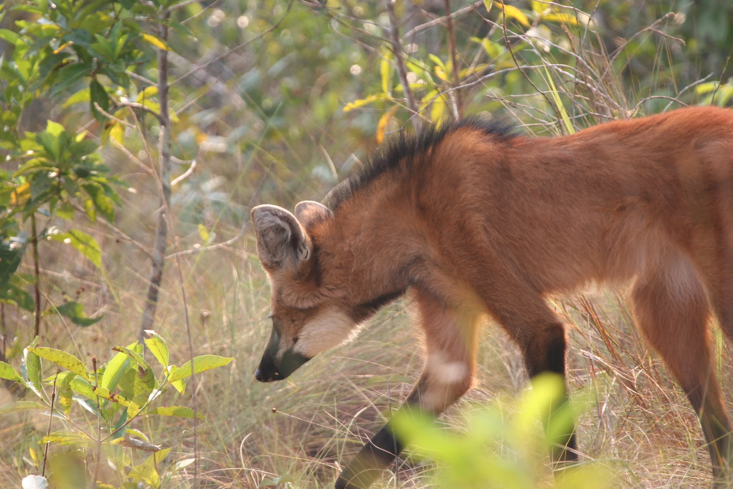 Zoos and Aquariums: Centers of One Health Excellence