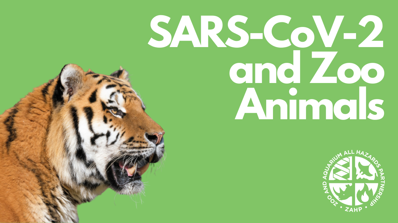 SARS-CoV-2 and Zoo Animals Webinar