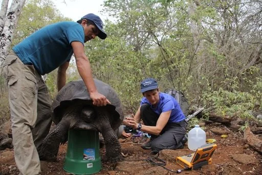 dr sharon deem tortoises.jpeg