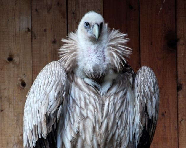 Why I love vultures and worry about their future 