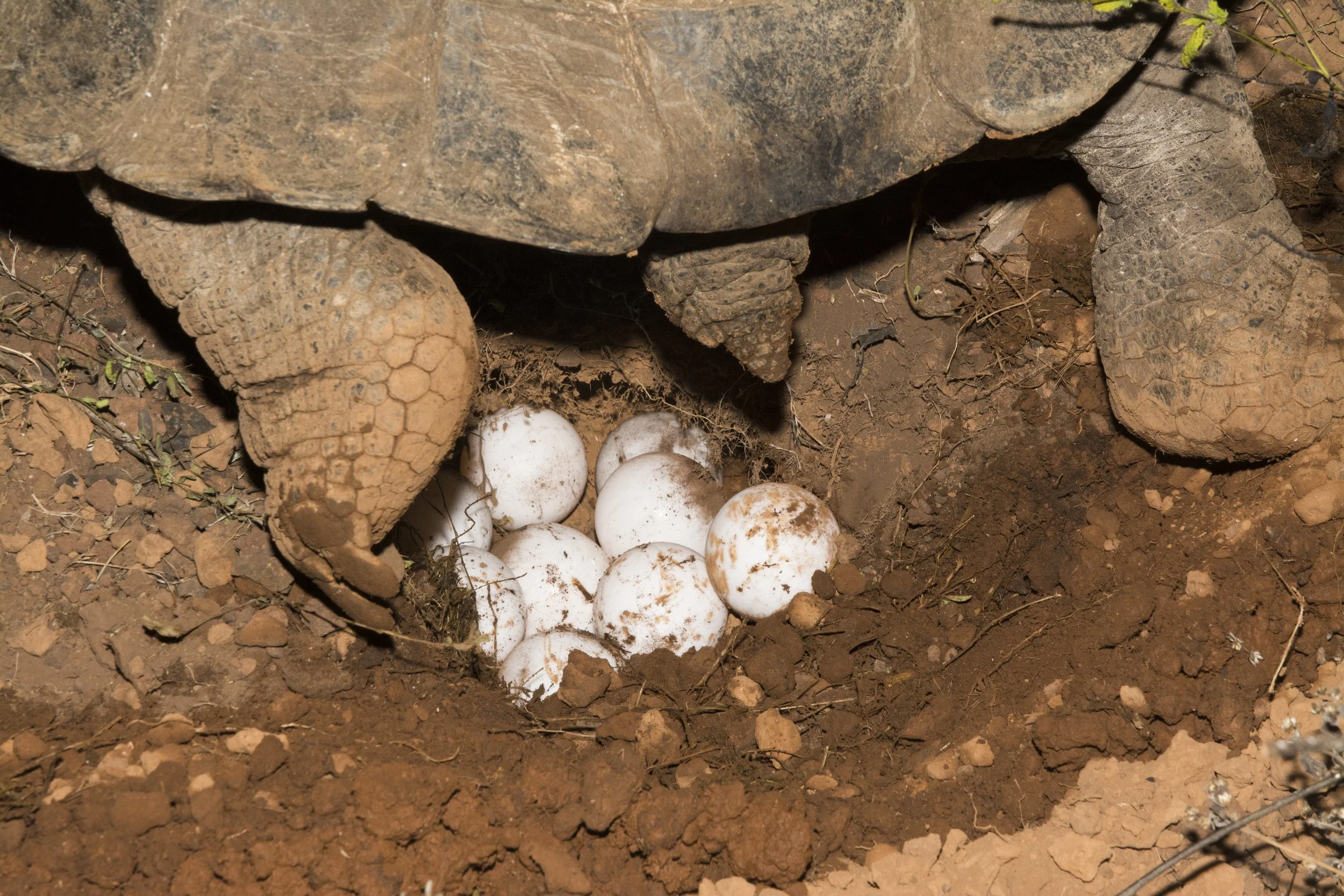 Climate change and sex determination of Galapagos tortoises