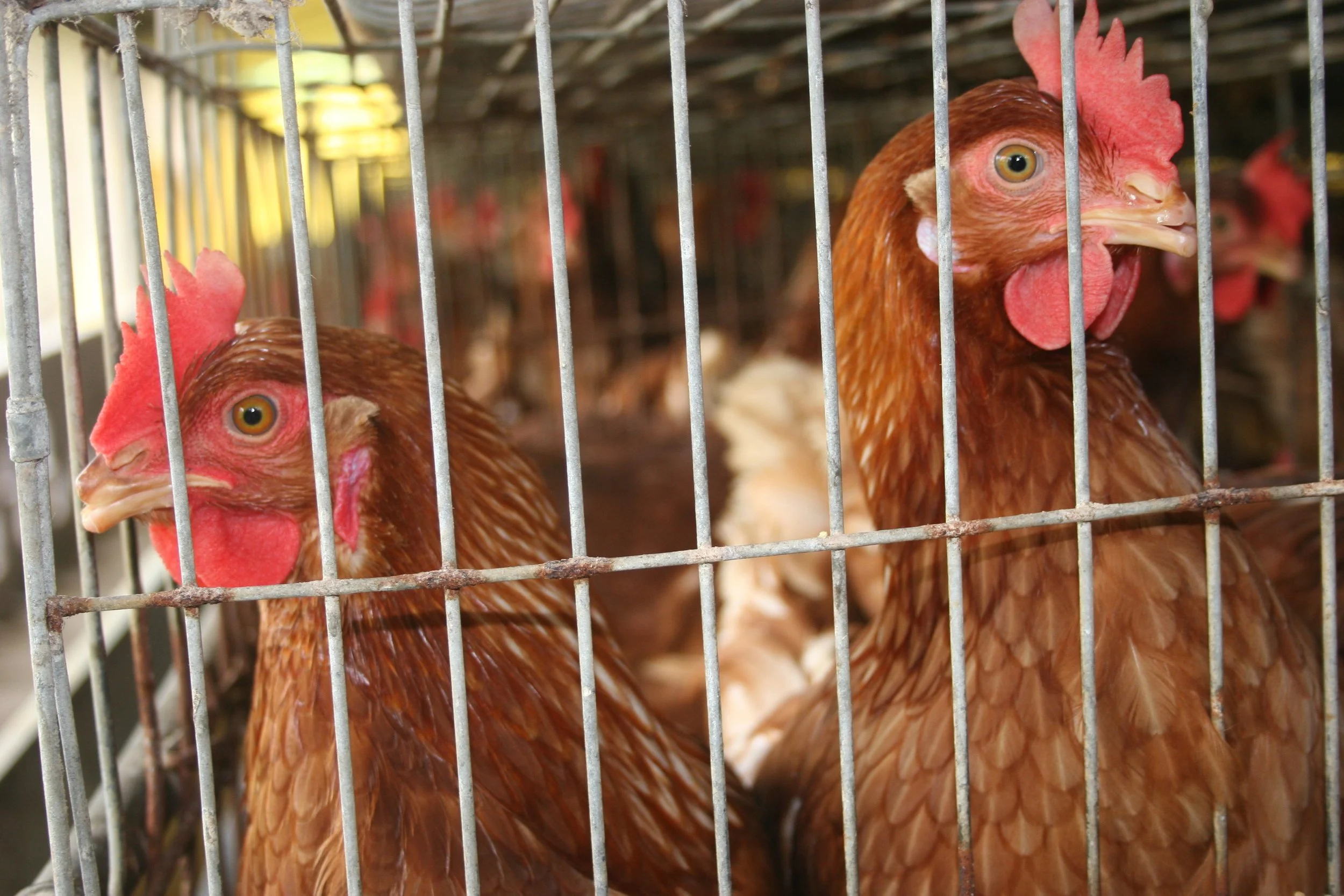 Pandemics: What have we learned? 