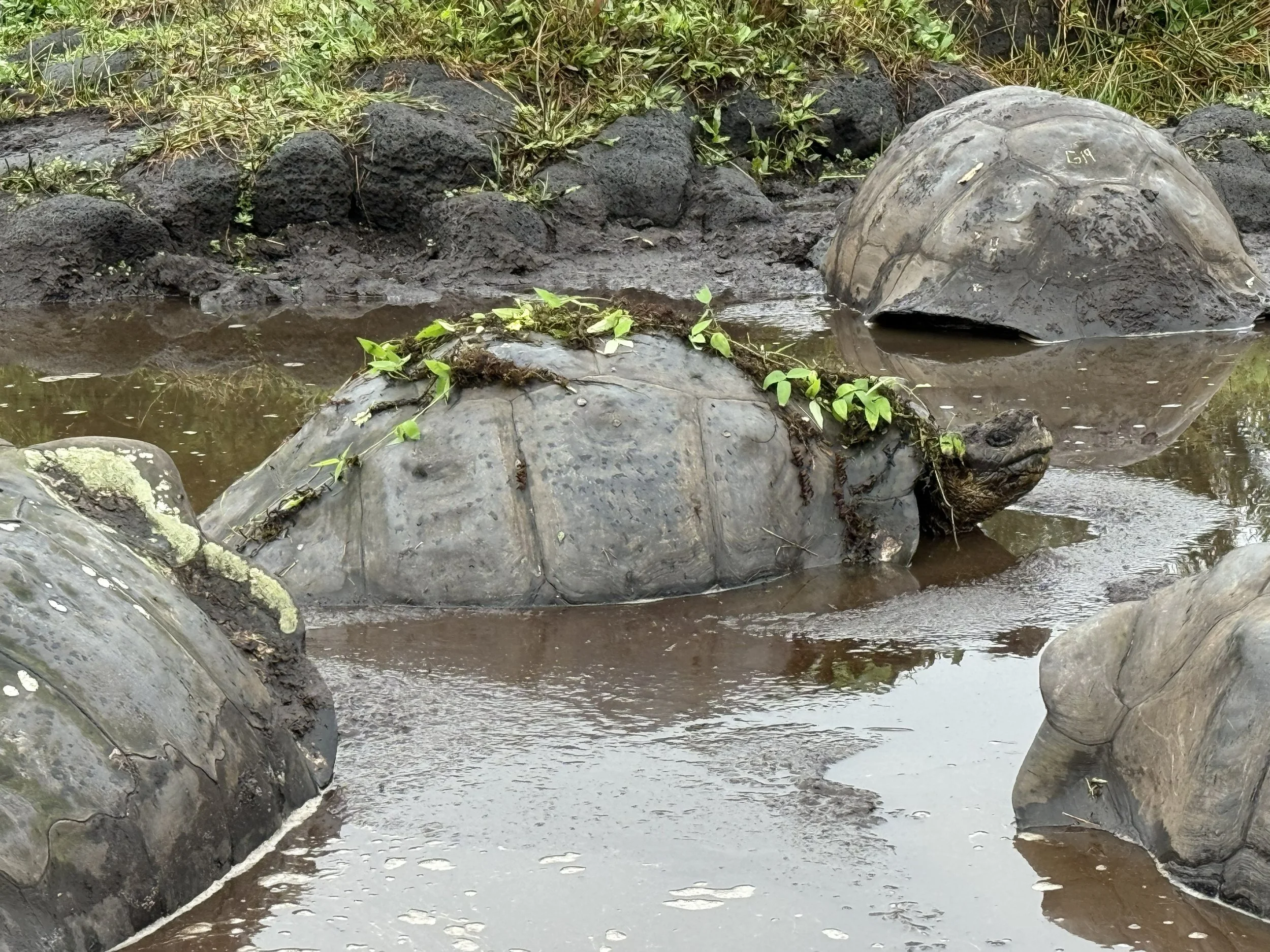 A week among the giants of Santiago Island, Galapagos, Ecuador