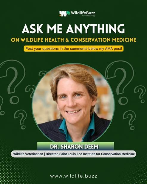 Wildlife Health and Conservation Medicine