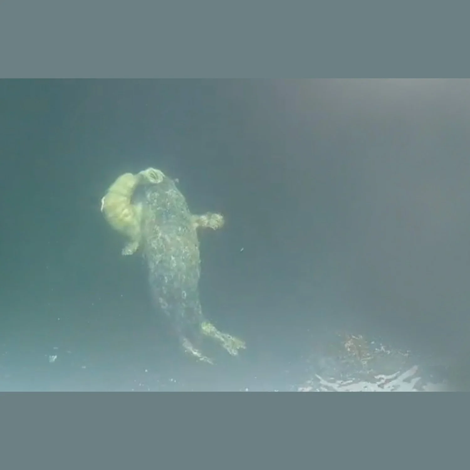 Baby Seal Birth at Russell Island, BC, Canada (Gulf Islands National Park Reserve)