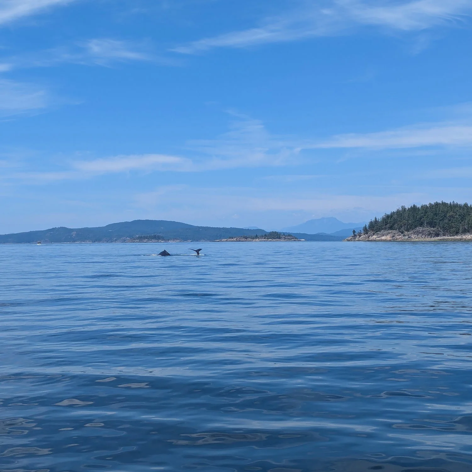 Humpback Whales Return to Feeding Grounds (in Johnstone Strait, BC, Canada)