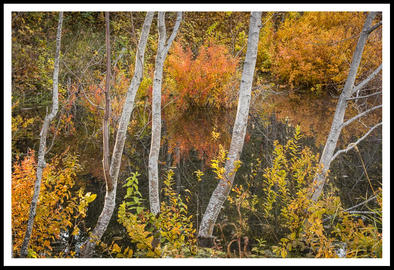 49IMG_6215_fallcolors.jpg