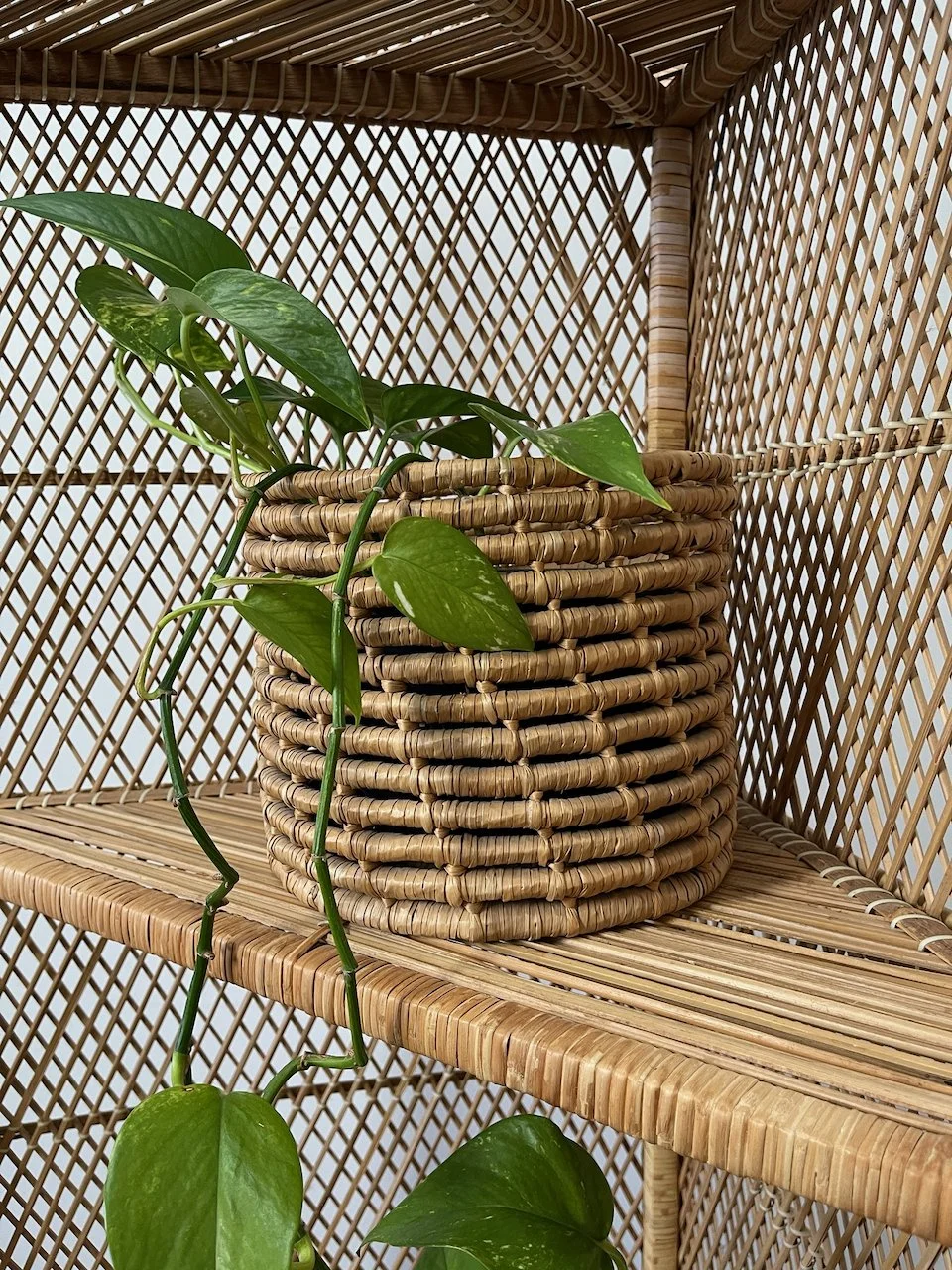 Cane plant holder