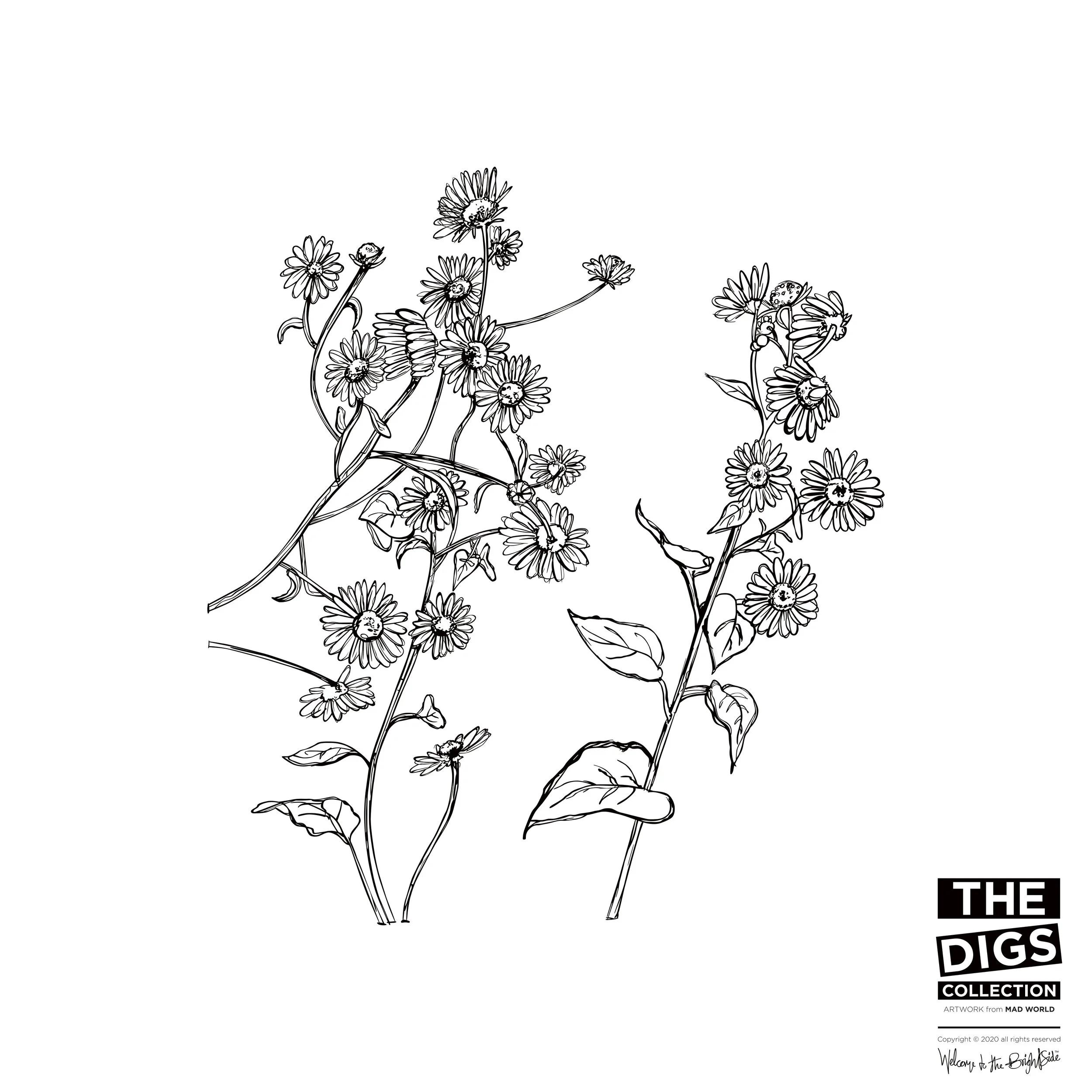 TDC_MW_DAISY_1_B+W.jpg